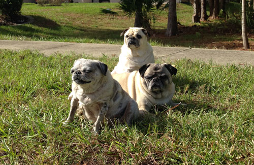 Benjamin, Henry and Luna