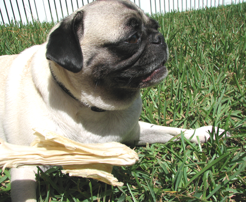 Henry and the rawhide