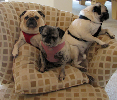 Benjamin, Henry & Luna