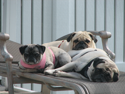 Sunning themselves