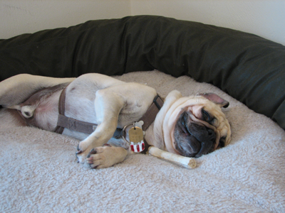 Benjamin napping with his bone