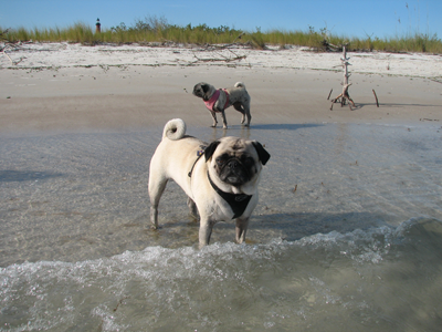 Henry at the beach