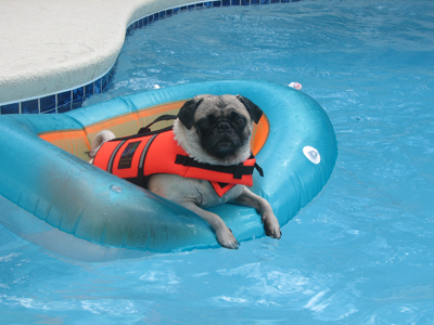 Henry in the pug tug