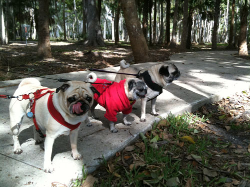 Benjamin, Luna and Henry