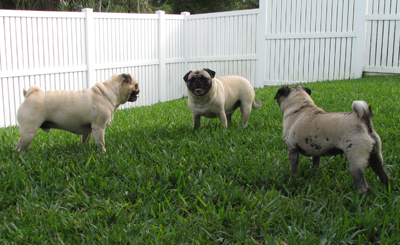 Why I love pugs