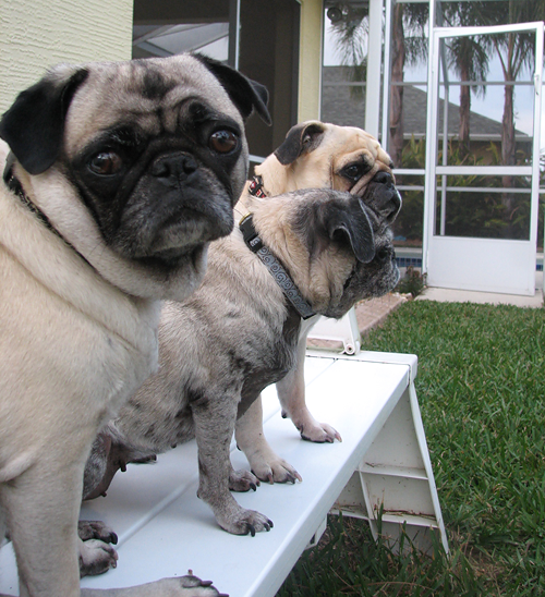 Benjamin, Henry & Luna