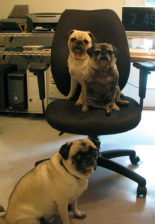 Benjamin, Henry & Luna at the office