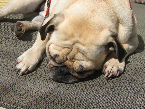 Benny resting his wrinkles