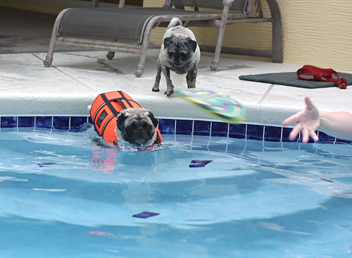 Henry fetching in the pool