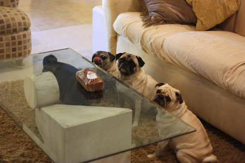 Benjamin, Henry, Luna, Sol & Pugkin Bread