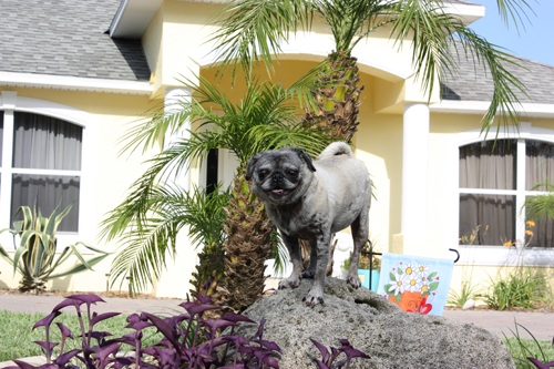 Luna in the garden