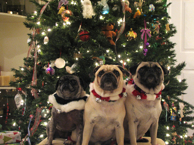 Merry Christmas from Benjamin, Henry & Luna