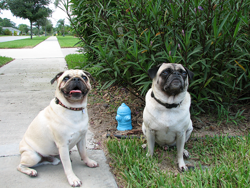 The boys with their fire hydrant