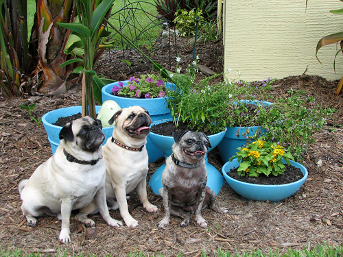 Benjamin, Henry & Luna