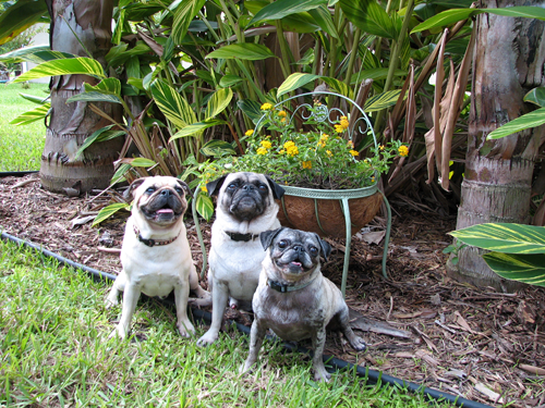 Benjamin, Henry & Luna