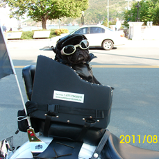 Pug on a best sale motorcycle