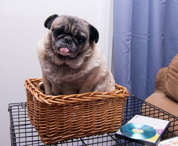 Pug in a Basket
