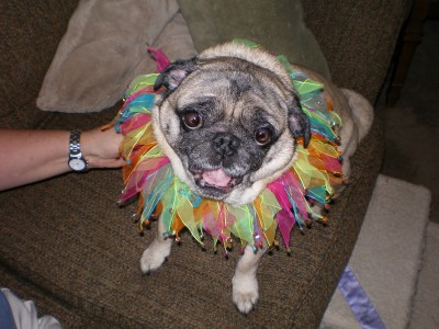Birthday Pug