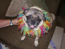 Birthday Pug