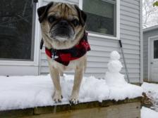 Henry Pug with snowman