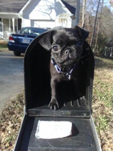 Pug in a Mailbox