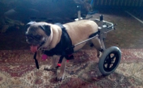 Tasha and her new legs