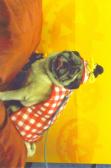 Spaghetti and Meatball Pug