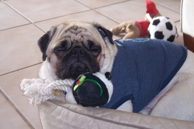 Sir Winston sleeping with his new toy