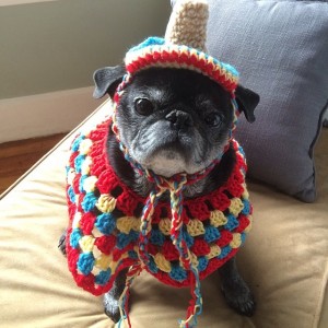 Fiesta Pug