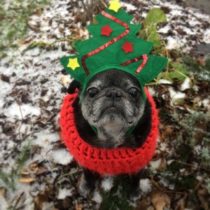 Christmas Pug