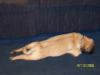 Diamond All Stretched out and Sleeping
