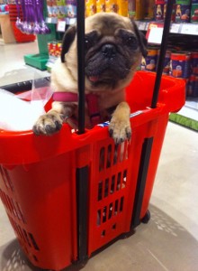 Shopping @ the petstore