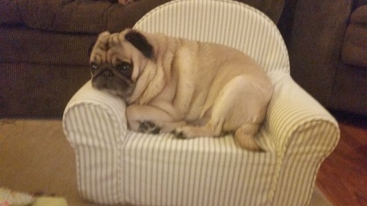 Pug Throne