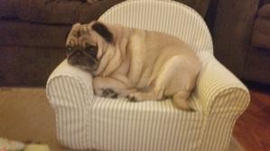 Pug Throne