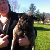 Minnie the Brindle pug