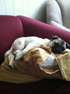 Pillow Pet