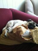 Pillow Pet