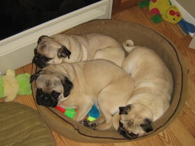 Pugs in Bed
