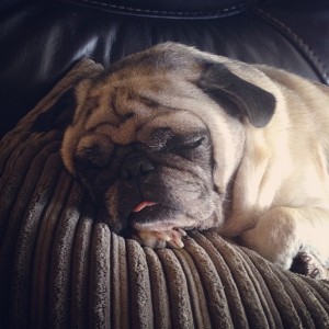 Pug at peace...