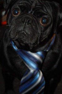 Getting ready for a day's work
