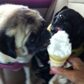 Ice cream treat