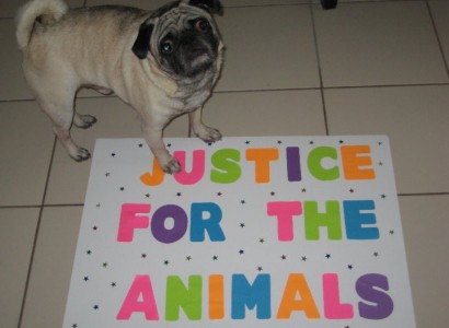 Justice for Animals!