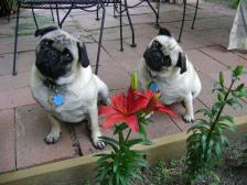 Jabba and Fergie