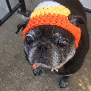 Candy Corn Pug