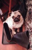 Pug on Boots