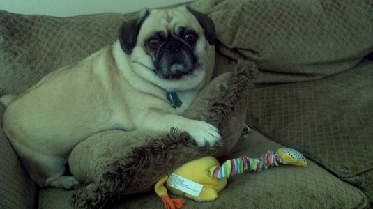 Toby