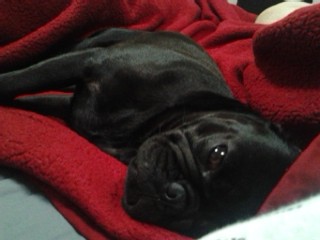 Sleeping pug