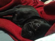 Sleeping pug