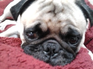 Sleeping pug
