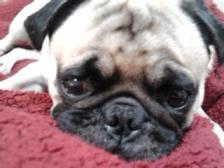Sleeping pug